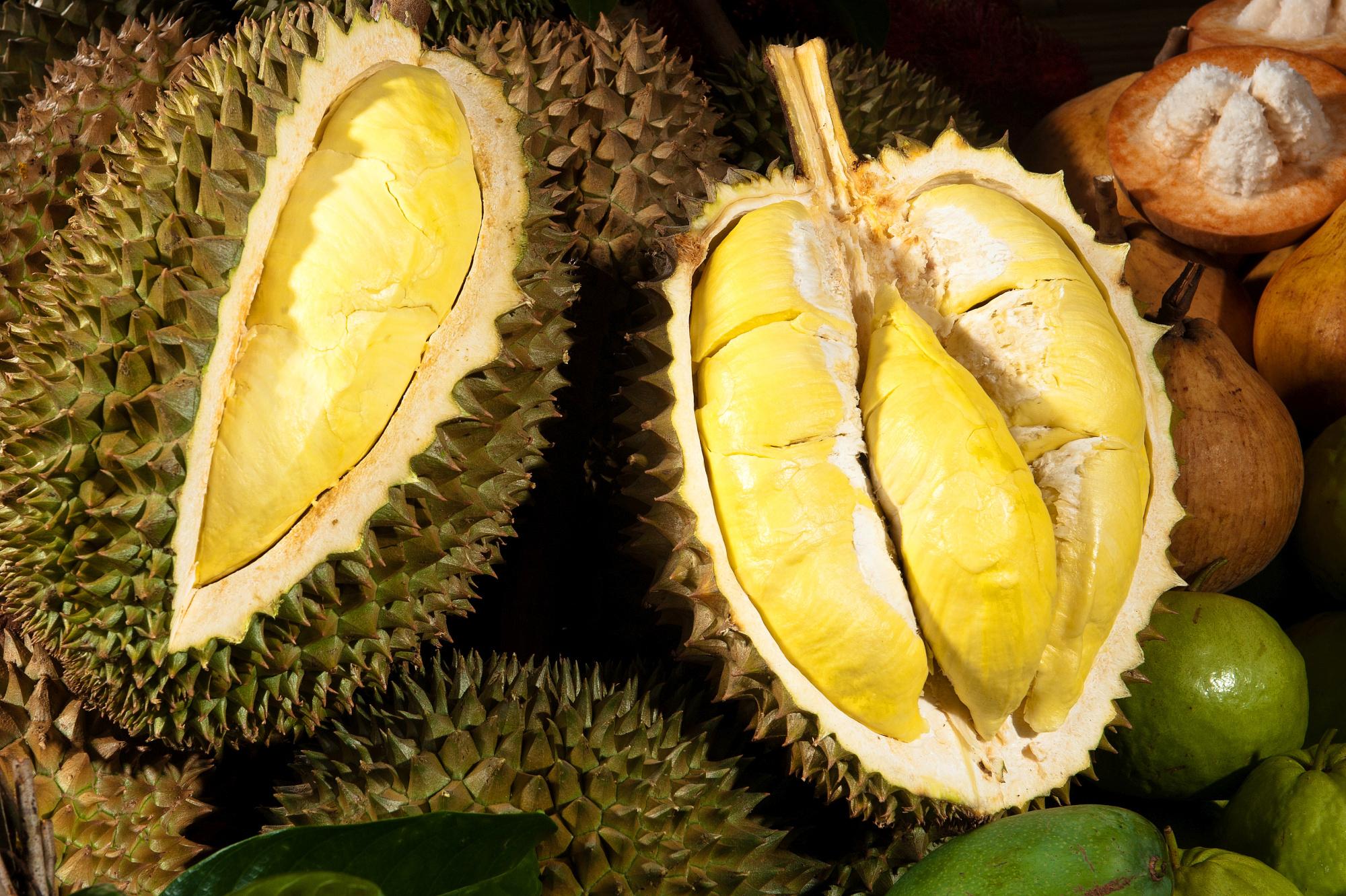 Почему фрукт назвали фруктом. Фрукт Тайланда дуриан. Дуриан цибетиновый. Король фруктов дуриан. Дуриан в Тайланде.