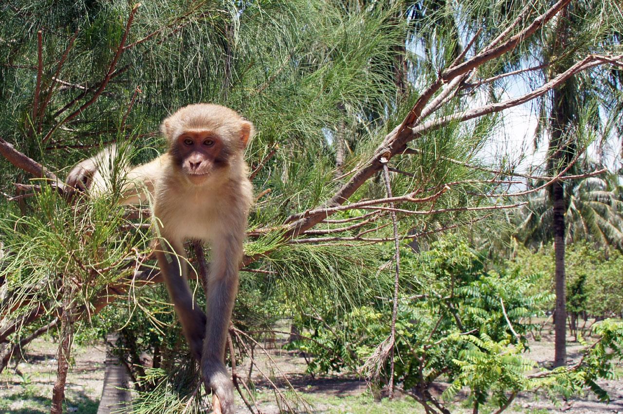 Немного информации об острове обезьян в Нячанге