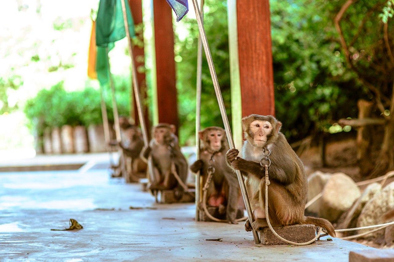 Стоит ли посетить рыночную площадь на острове обезьян