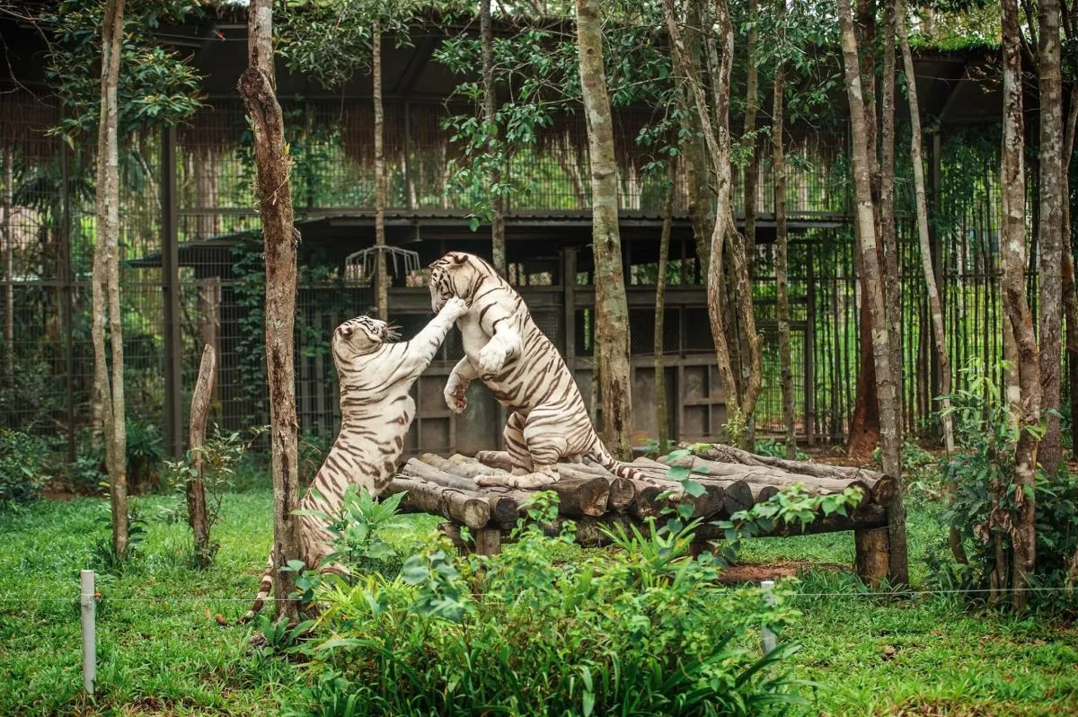 Phu Quoc Safari. Вьетнам