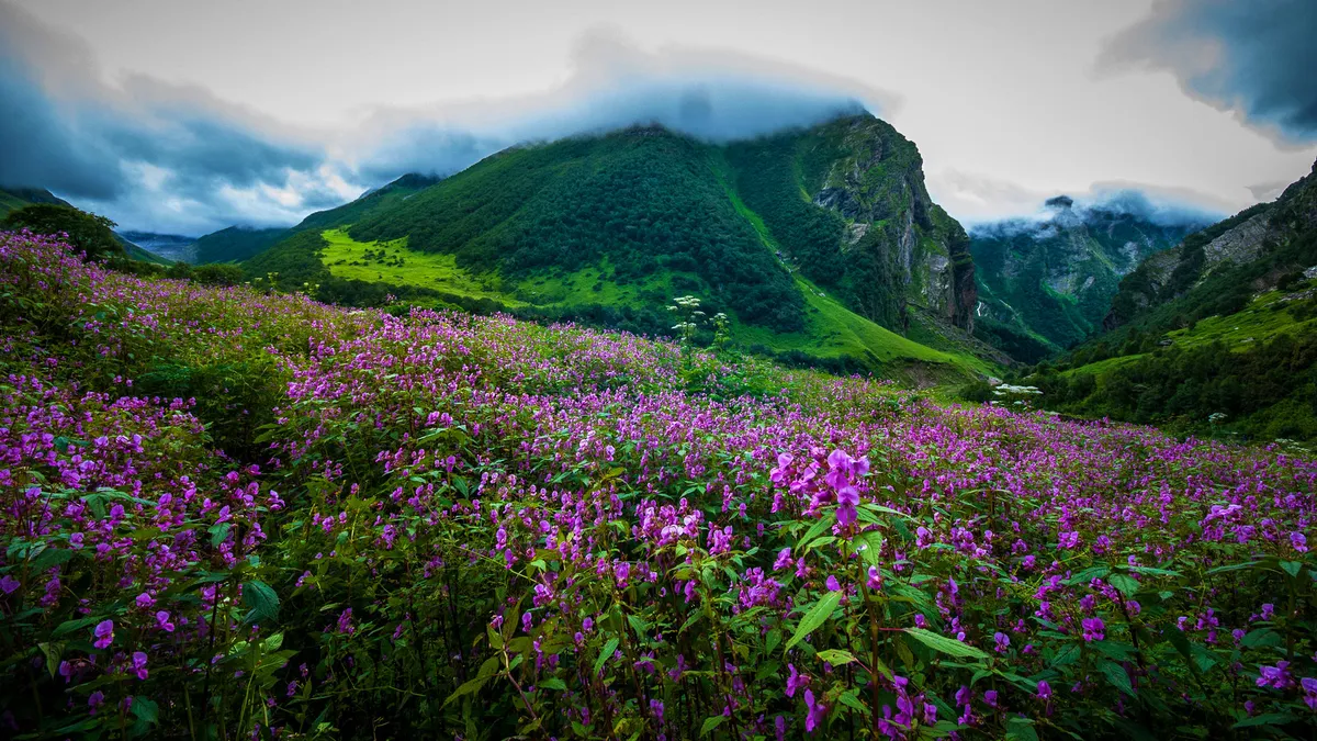 Valley of Love - Thung Lung Tinh Yeu